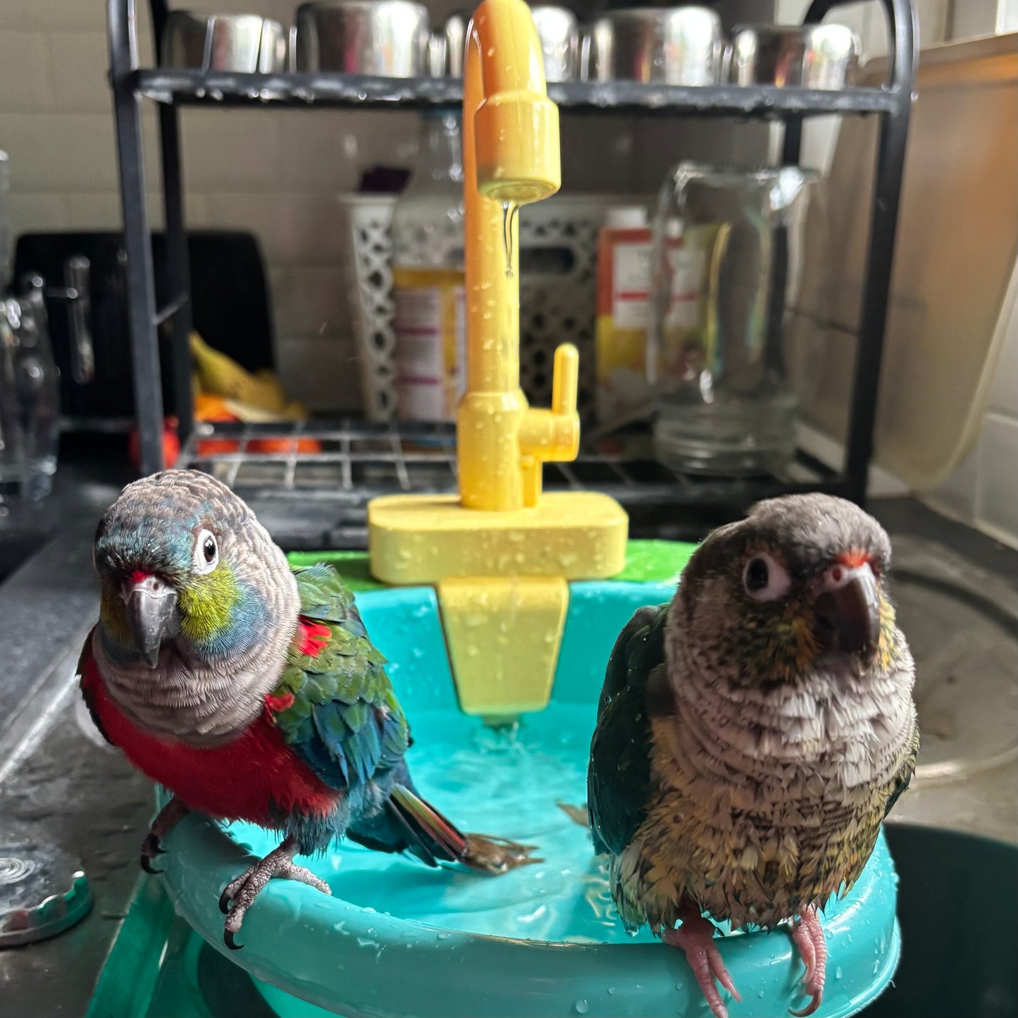 Pet Bird Play Sink Bath - Best Behaved Birds