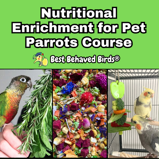 Pet Parrot Nutritional Enrichment Course