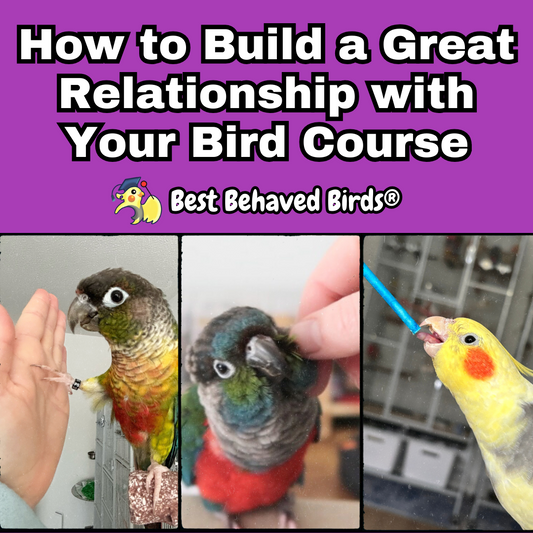 Build a Great Relationship with Your Bird Course