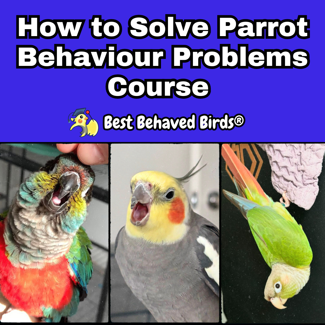 How to Solve Parrot Behaviour Problems Course